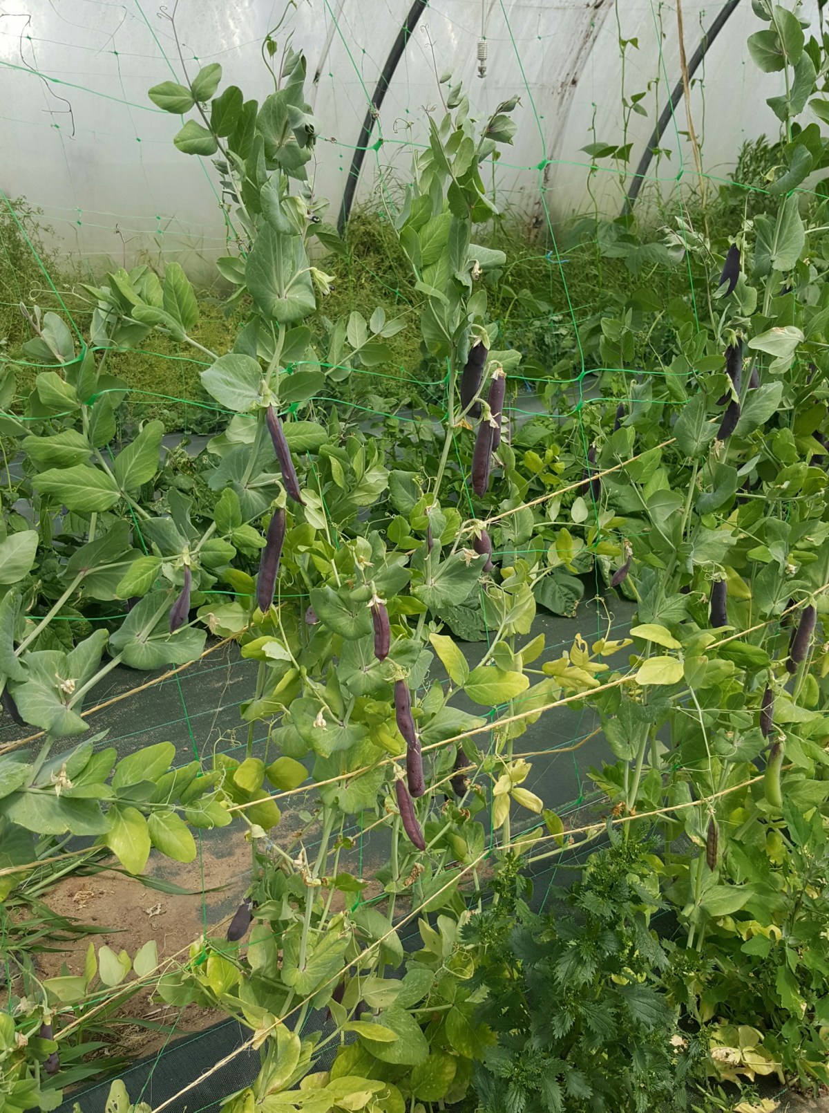 Culture bio & respect de l&rsquo;environnement